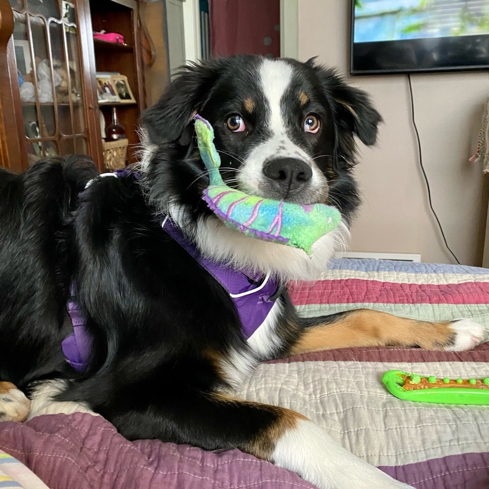 I’m Kriss and this is my Wiggle Butt sidekick Sparrow! - Picture 6 of 7